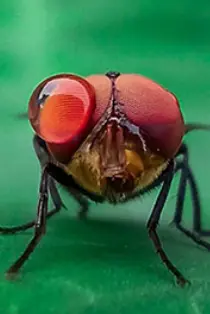 Nasıl Yaşadığınızı İyi Seçin! Çünkü Kötü Yaşam Şekli Seçimleri, DNA Üzerinden Gelecek Nesillere Aktarılabiliyor!