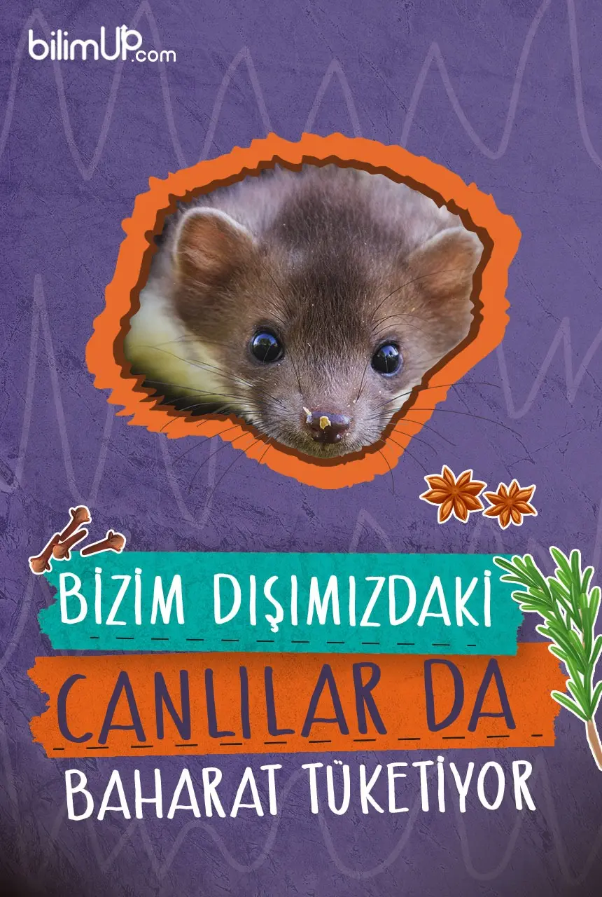 Bizim Dışımızdaki Canlılar da Baharat Tüketiyor