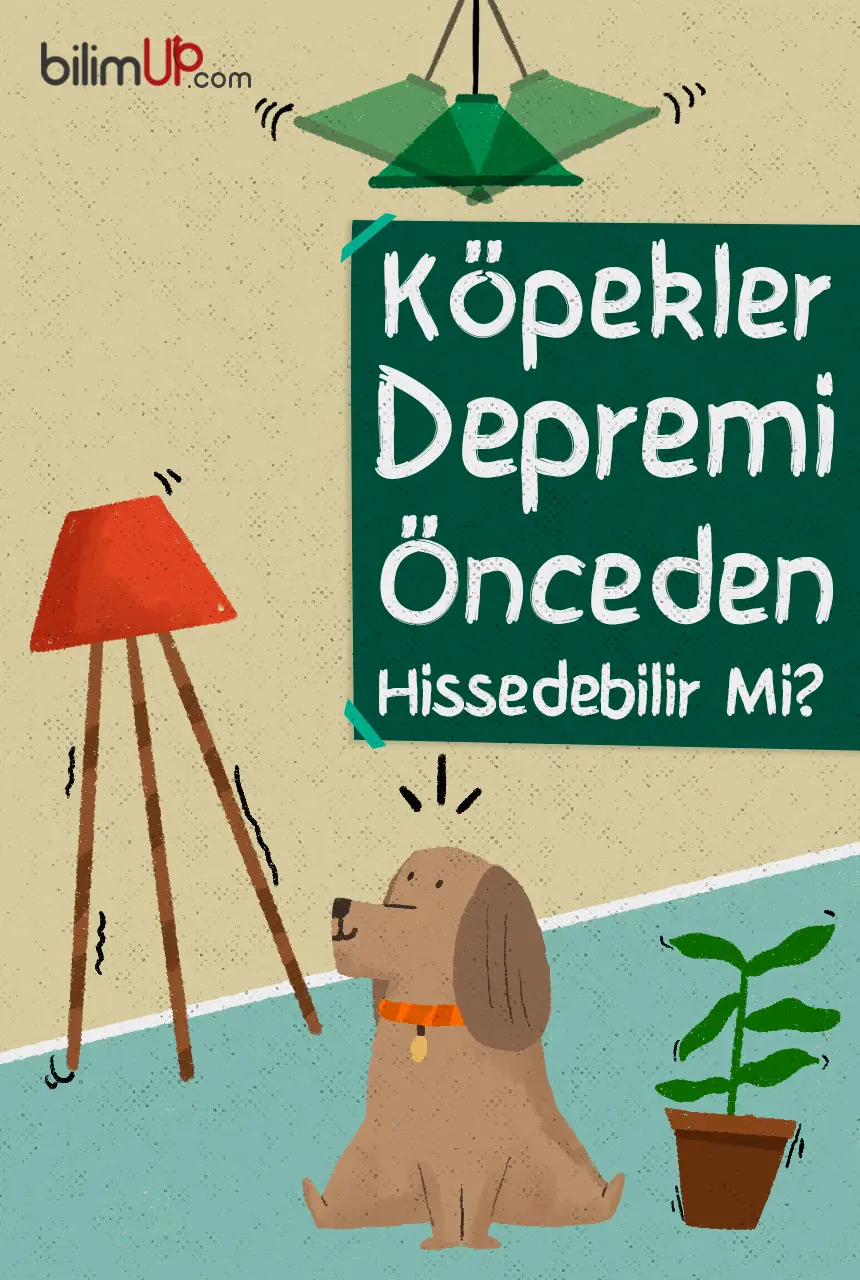 Köpekler Depremi Önceden Hissedebilir Mi?