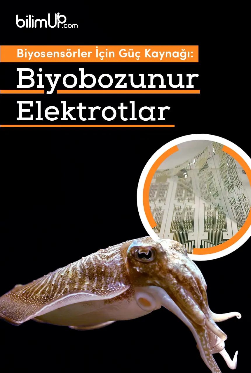 Biyosensörler İçin Güç Kaynağı: Biyobozunur Elektrotlar