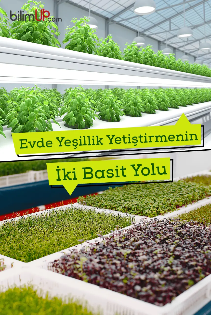 Evde Kendi Yeşilliğinizi Yetiştirmenin Yolları