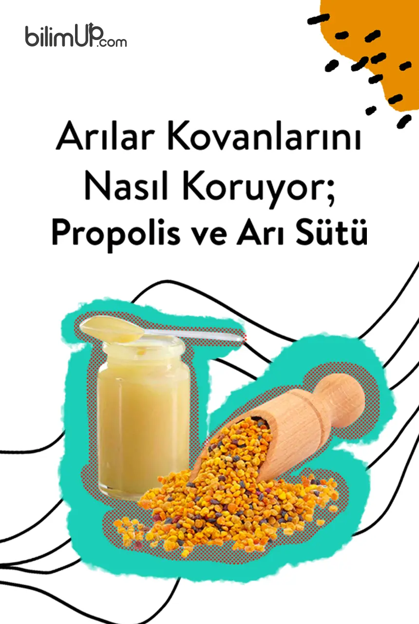 Arılar Kovanlarını Nasıl Koruyor; Propolis ve Arı Sütü