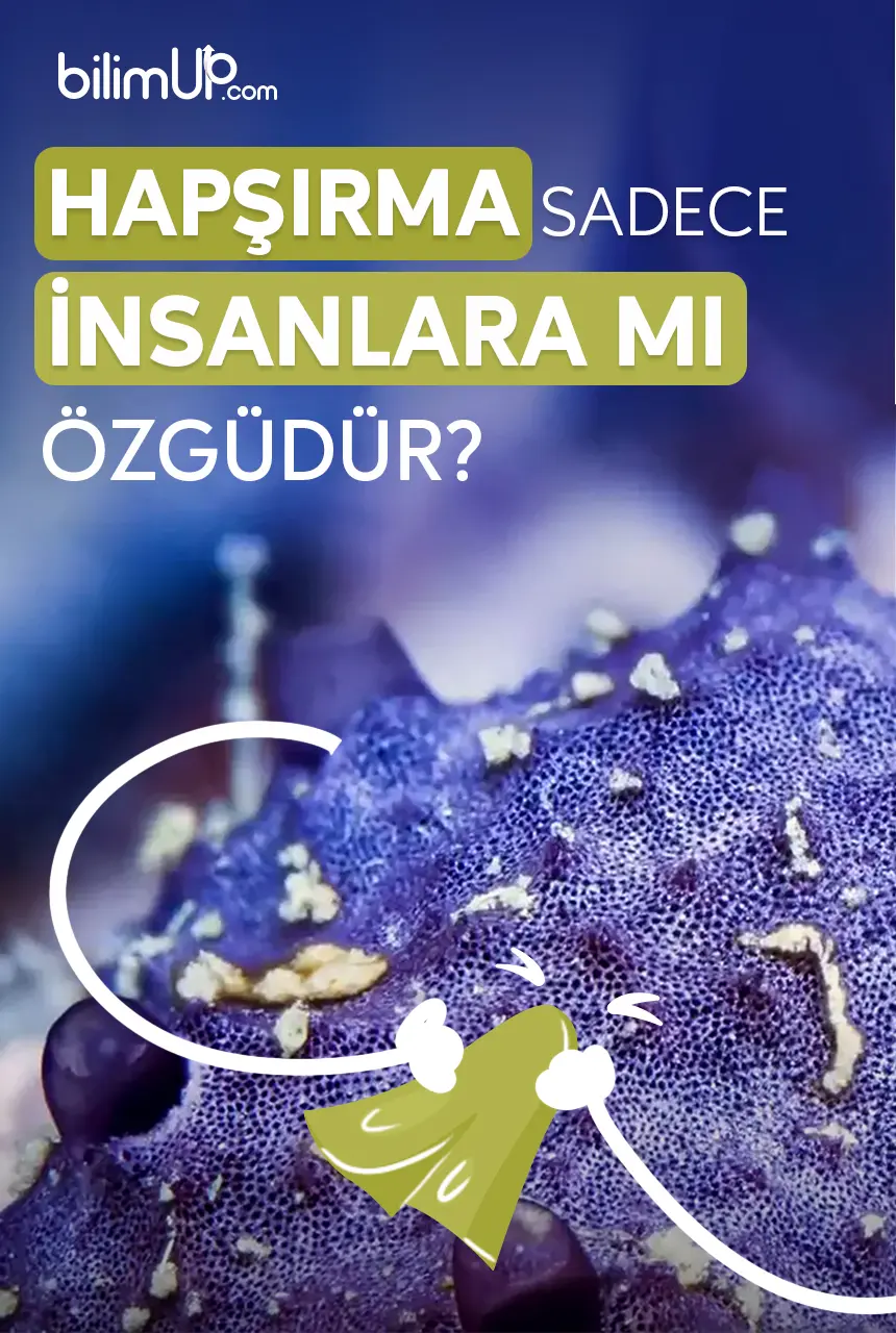 Hapşırmak Sadece İnsanlara Mı Özgüdür?