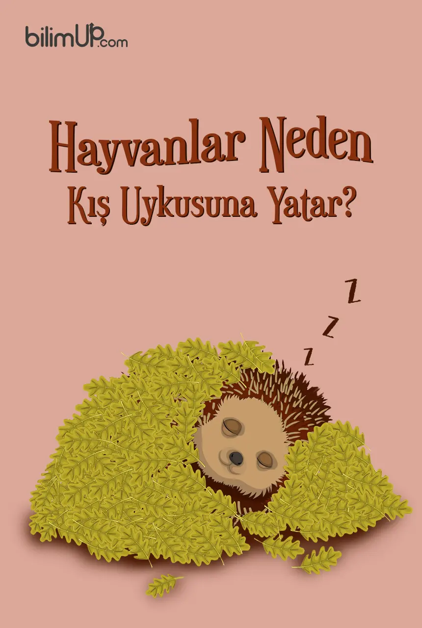 Hayvanlar Neden Kış Uykusuna Yatar?