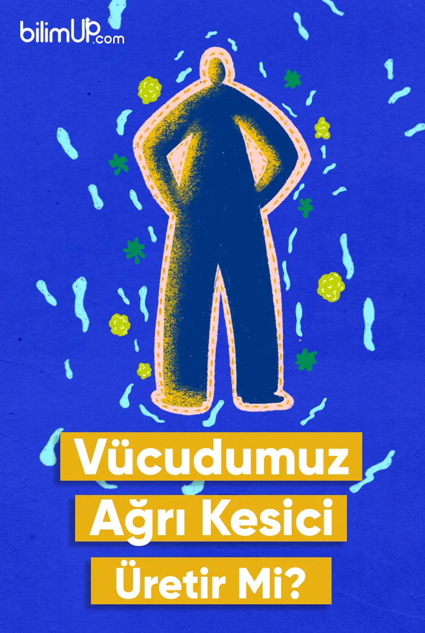 Vücudumuz Ağrı Kesici Üretir Mi? Tükürük, Ağrı Kesici Görevi Görüyor.