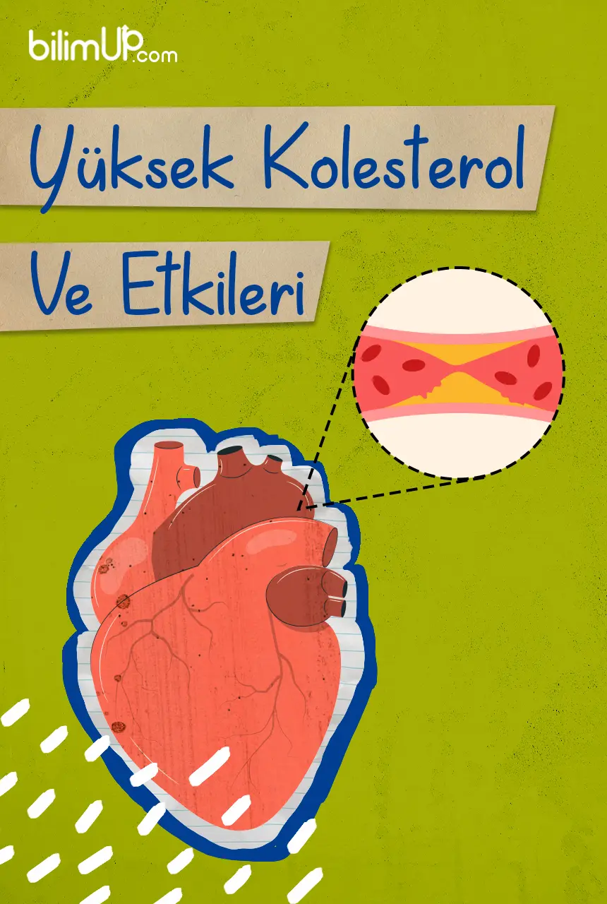 Yüksek Kolesterol Ve Etkileri