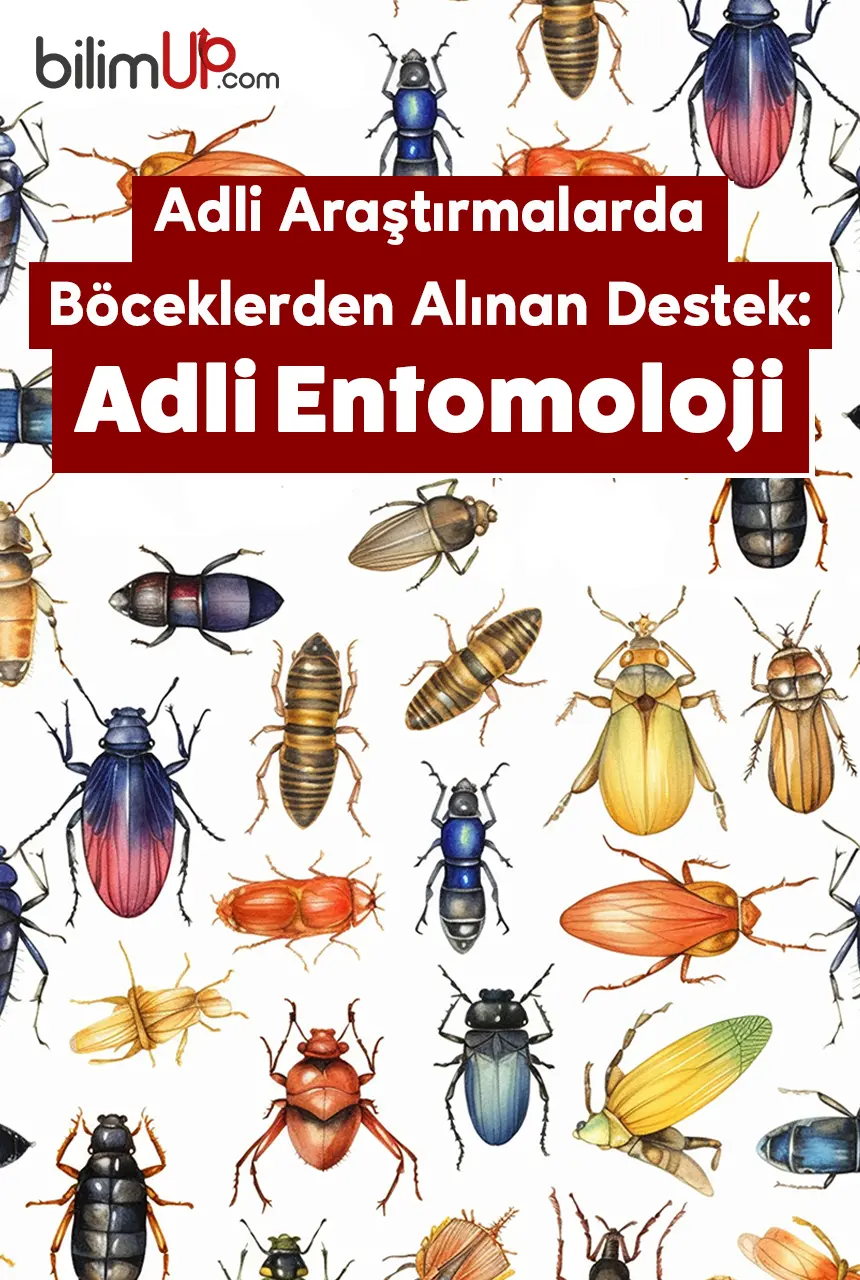 Adli Araştırmalarda Böceklerden Alınan Destek: Adli Entomoloji
