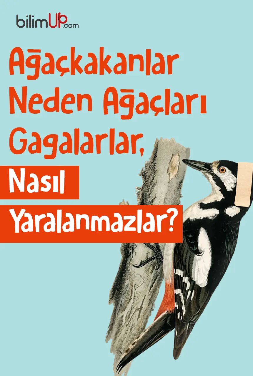 Ağaçkakanlar Neden Ağaçları Gagalarlar, Nasıl Yaralanmazlar?