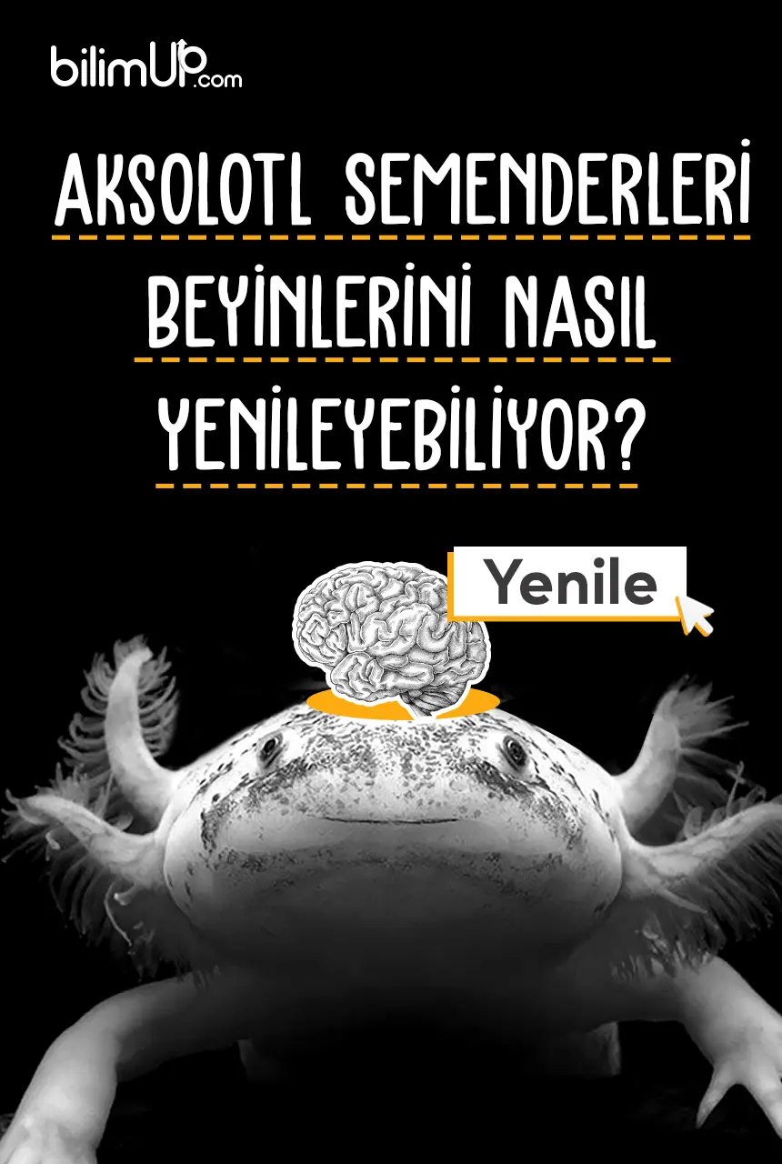 Aksolotl Semenderleri Beyinlerini Nasıl Yenileyebiliyor?