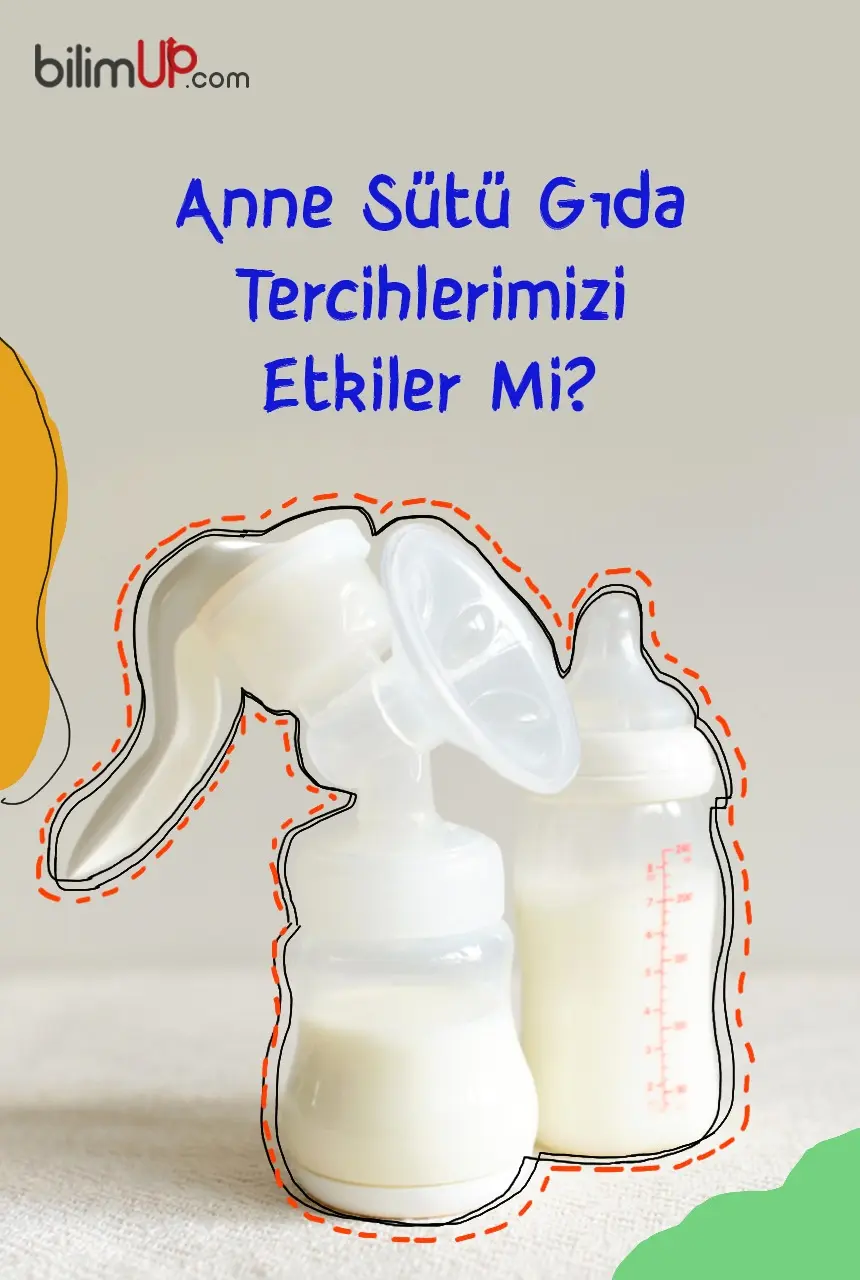 Anne Sütü Gıda Tercihlerimizi Etkiler Mi?
