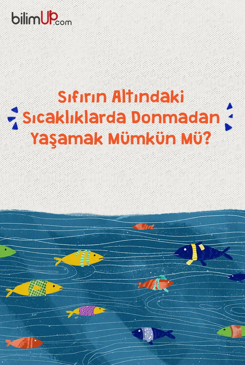 Sıfırın Altında Yaşam -  Antifriz Proteini