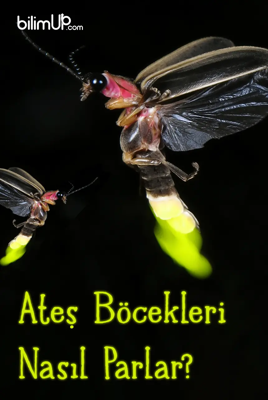 Ateşböcekleri Nasıl Parlar?
