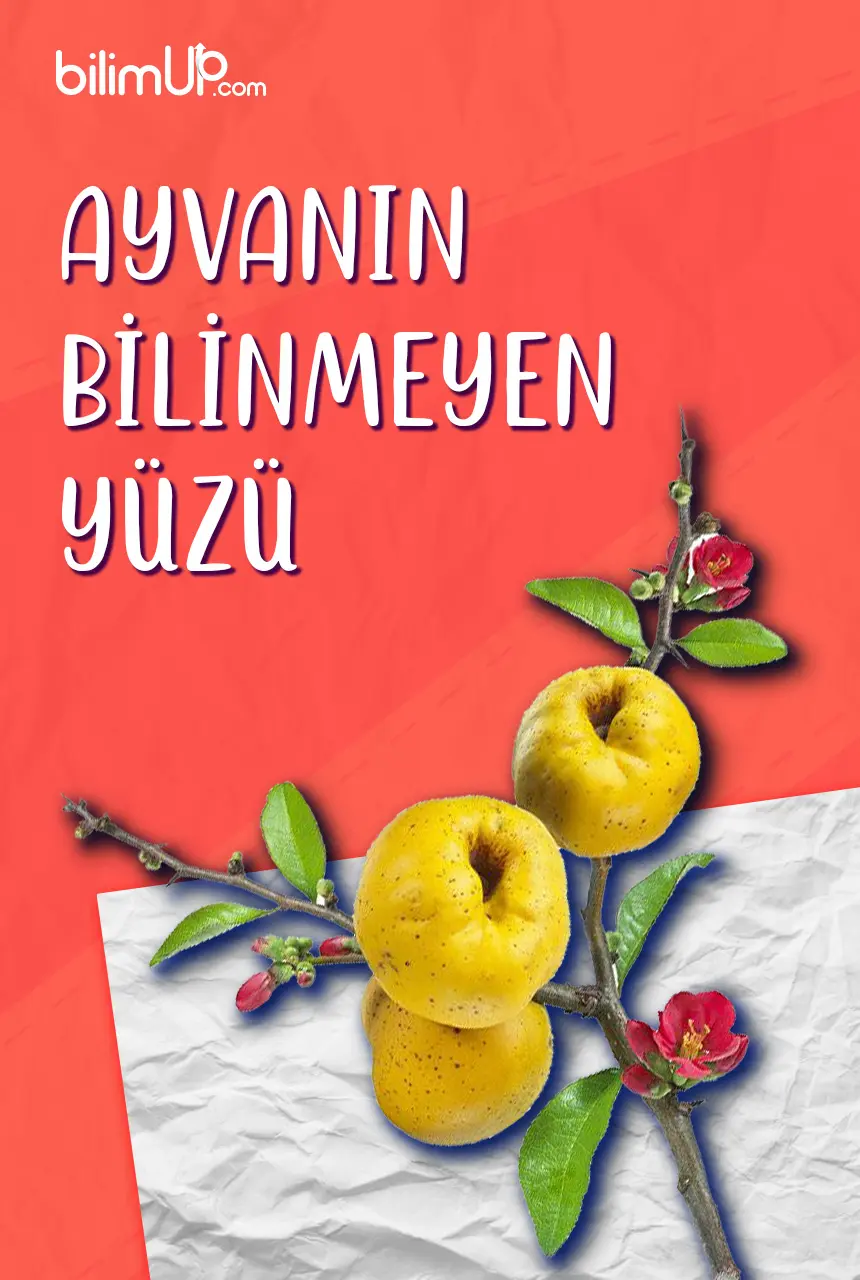 Ayvanın Bilinmeyen Yüzü