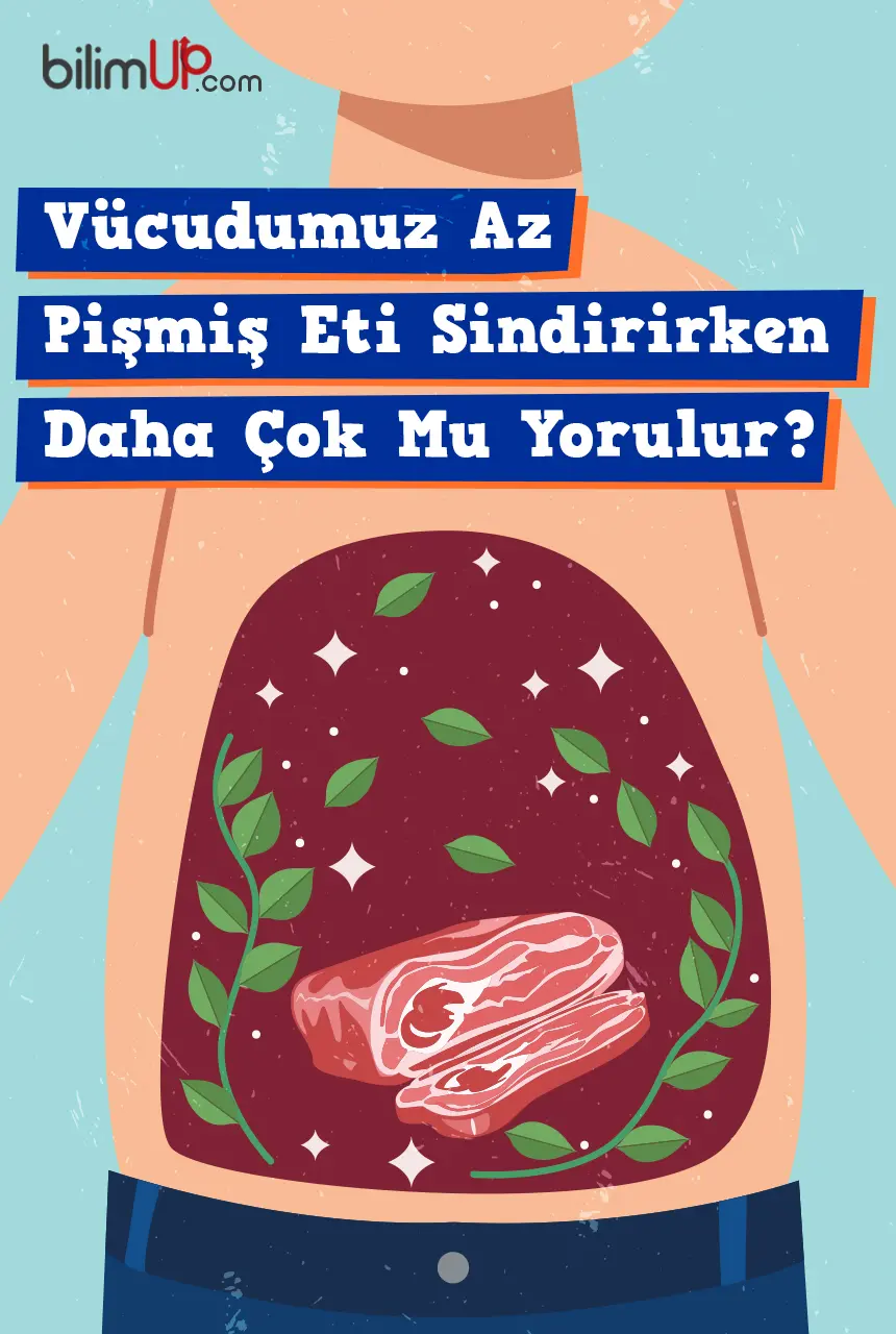 Vücudumuz Az Pişmiş Eti Sindirirken Daha Mı Çok Yorulur?