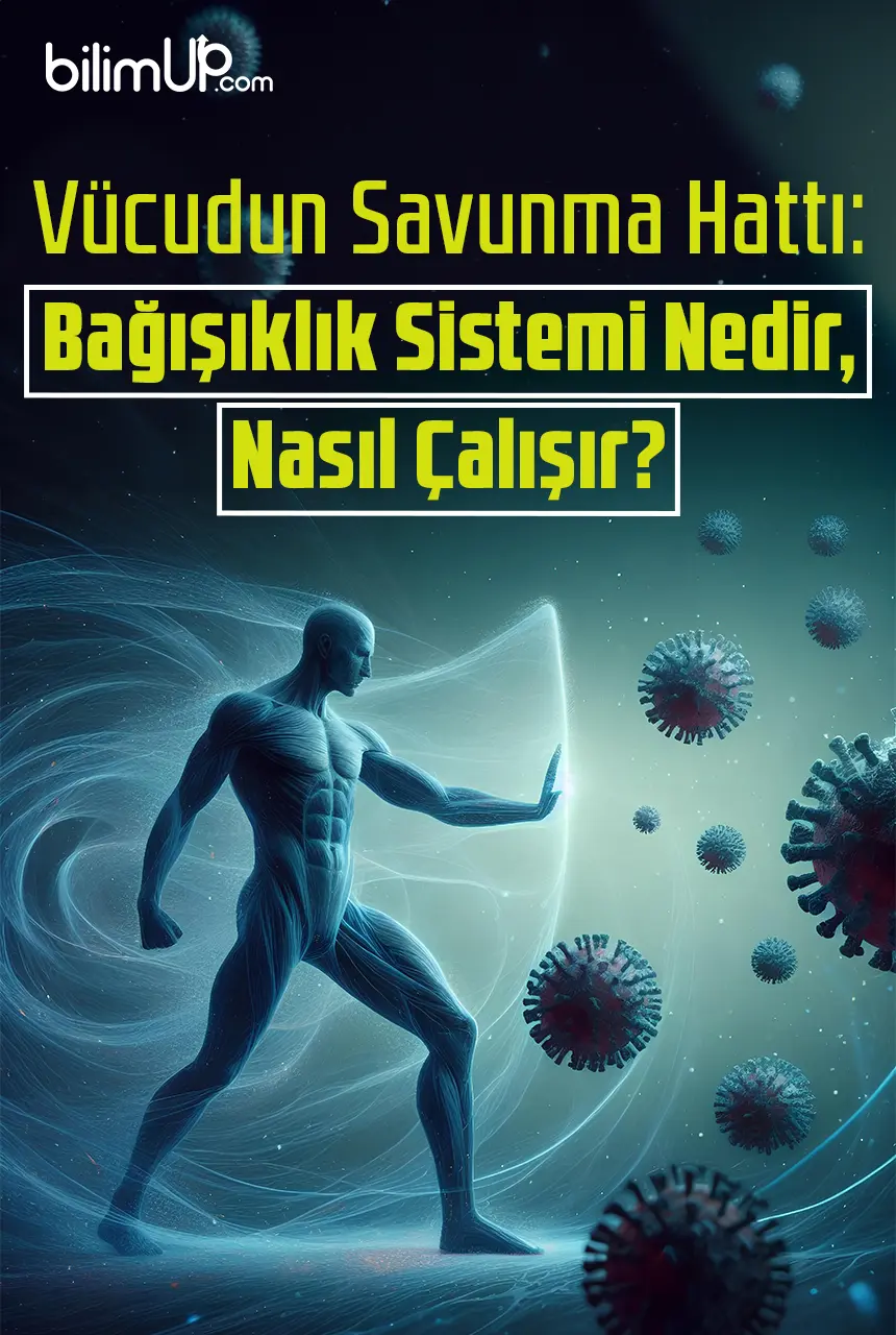 Vücudun Savunma Hattı: Bağışıklık Sistemi Nedir, Nasıl Çalışır?