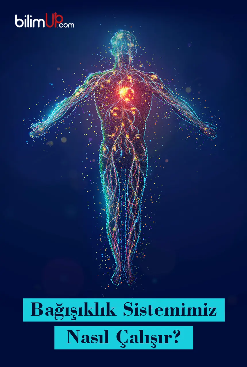 Bağışıklık Sistemimiz Nasıl Çalışır?