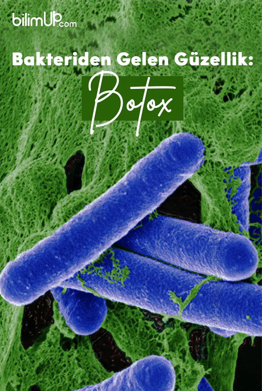 Bakteriden Gelen Güzellik: Botoks