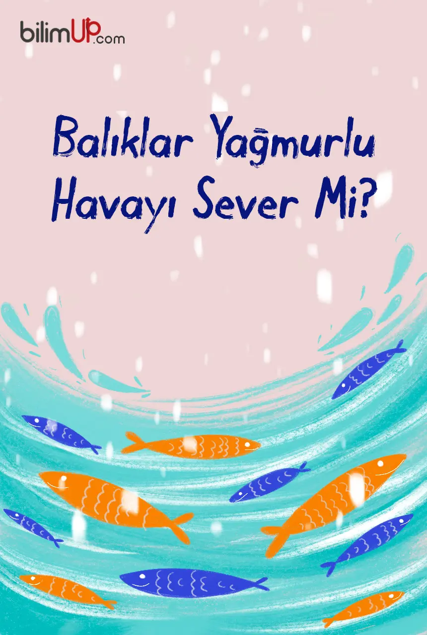 Balıklar Yağmurlu Havayı Sever Mi?