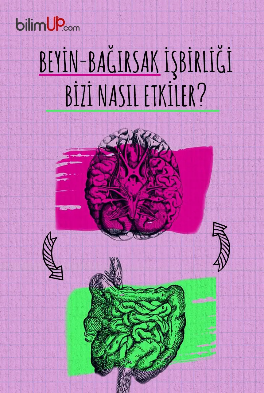 Beyin/Bağırsak İşbirliği Bizi Nasıl Etkiler?