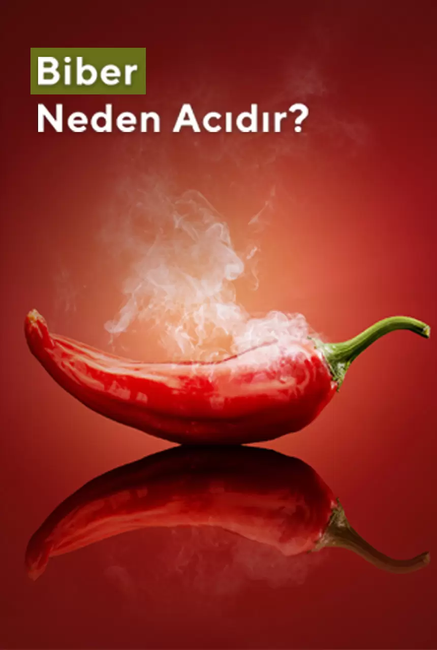 Biber Neden Acıdır?