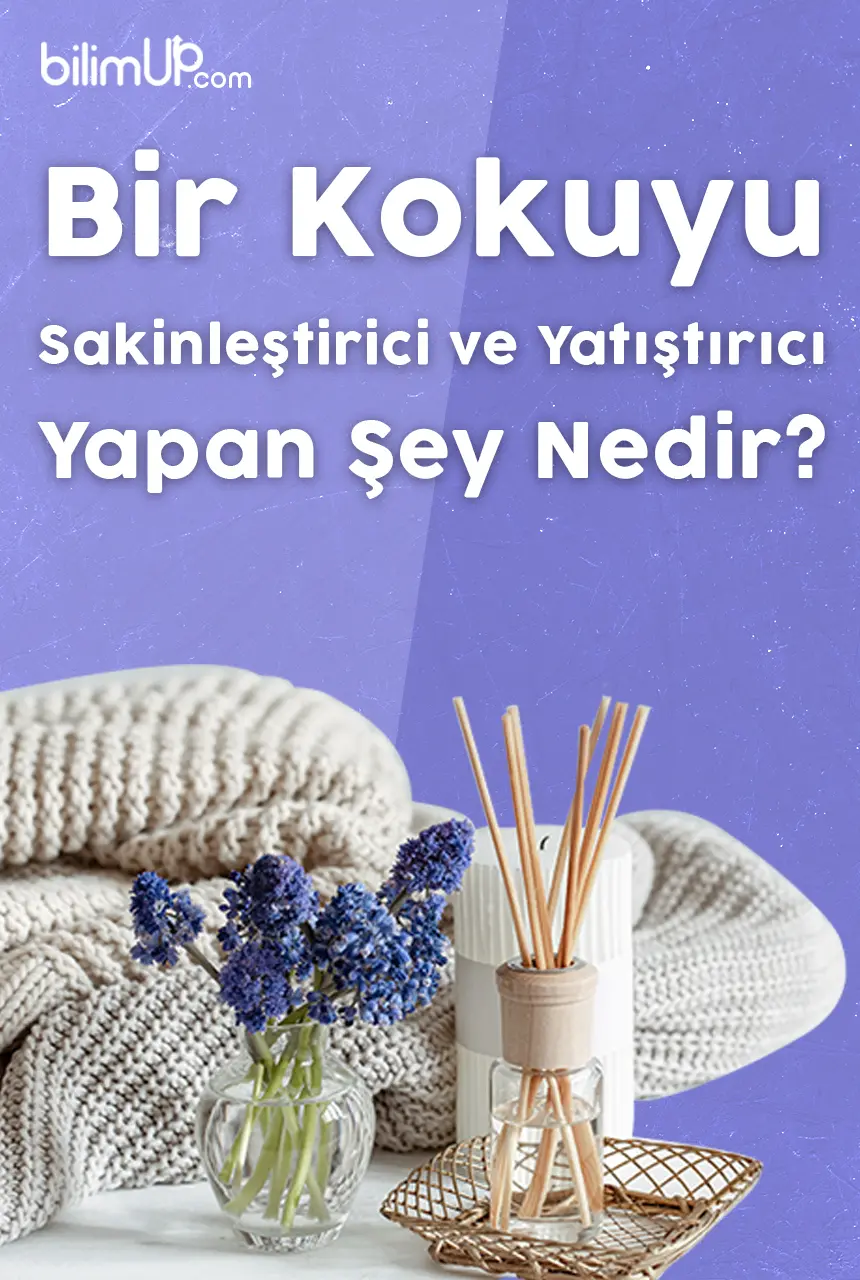 Bir Kokuyu Sakinleştirici ve Yatıştırıcı Yapan Şey Nedir?