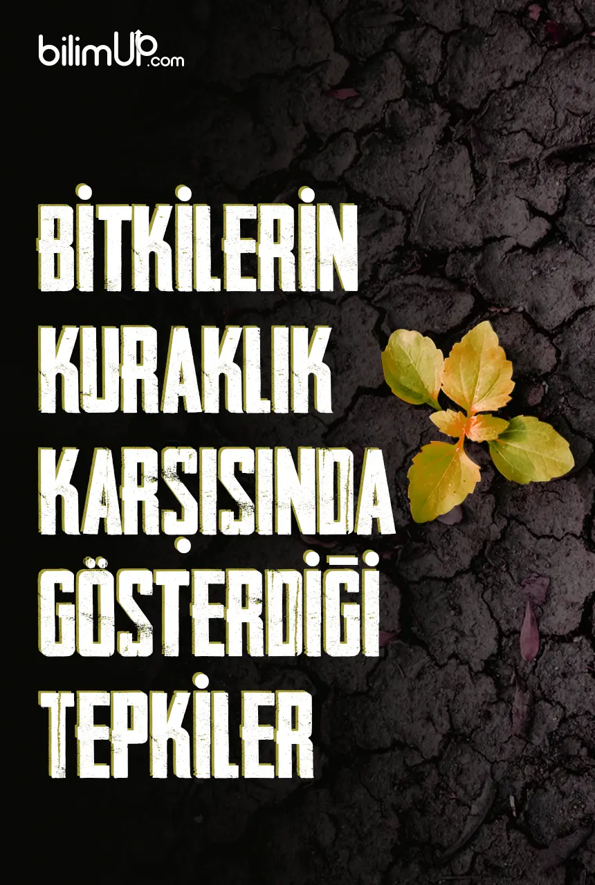 Bitkilerin Kuraklık Karşısında Gösterdiği Tepkiler