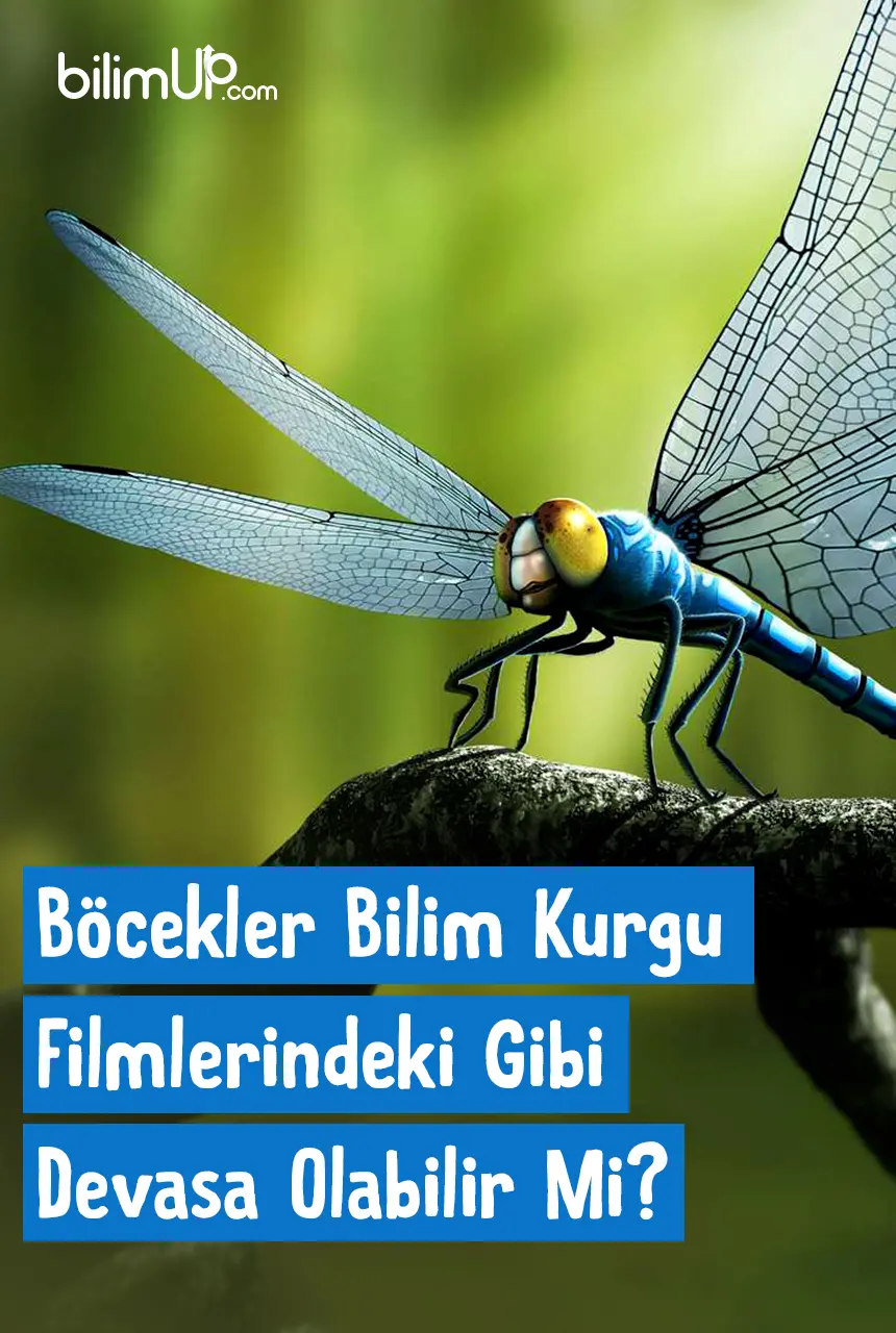 Böcekler Bilim Kurgu Filmlerindeki Gibi Devasa Olabilir Mi?