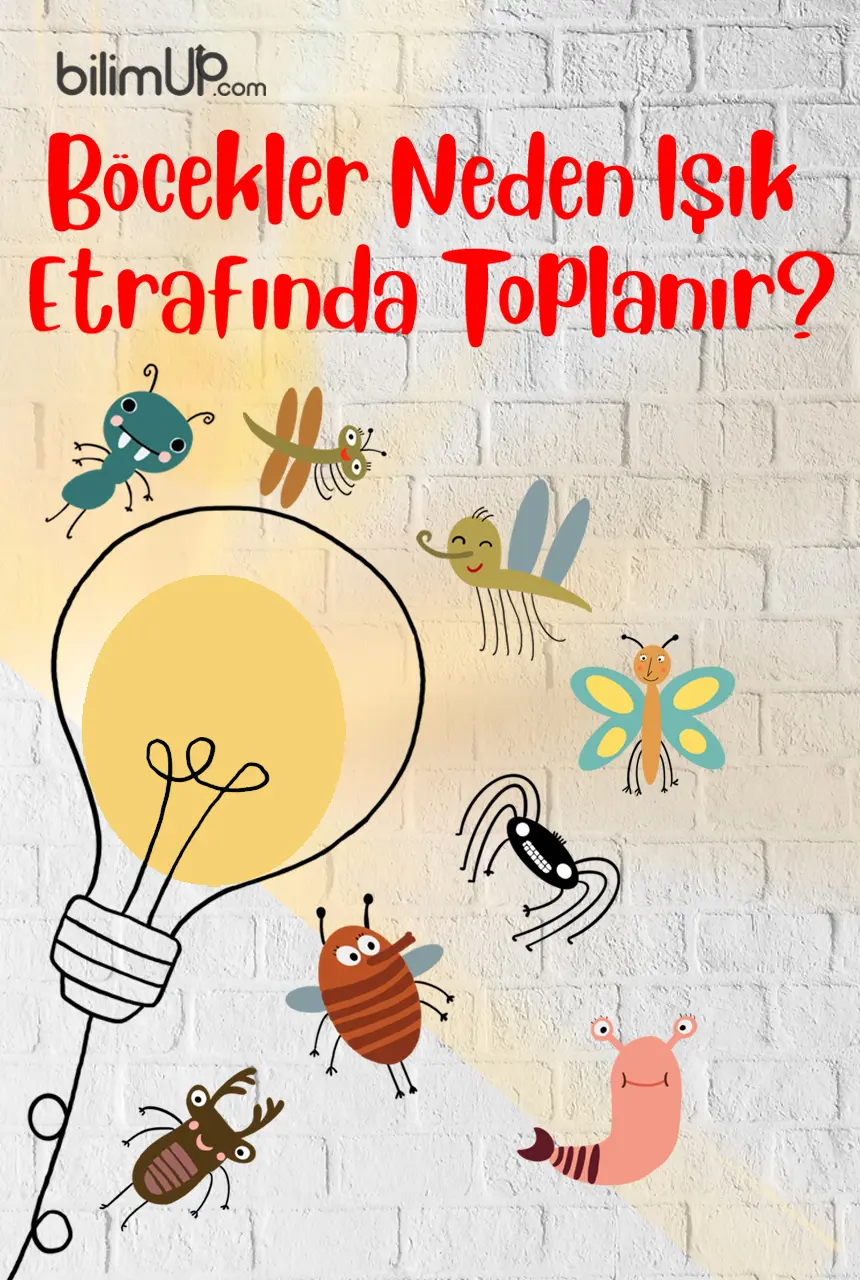 Böcekler Neden Işık Etrafında Toplanır?