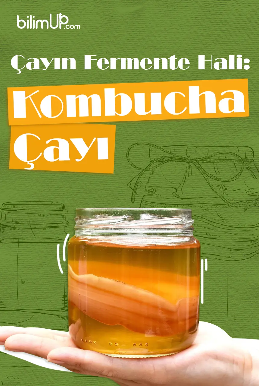 Çayın Fermente Hali: Kombucha Çayı