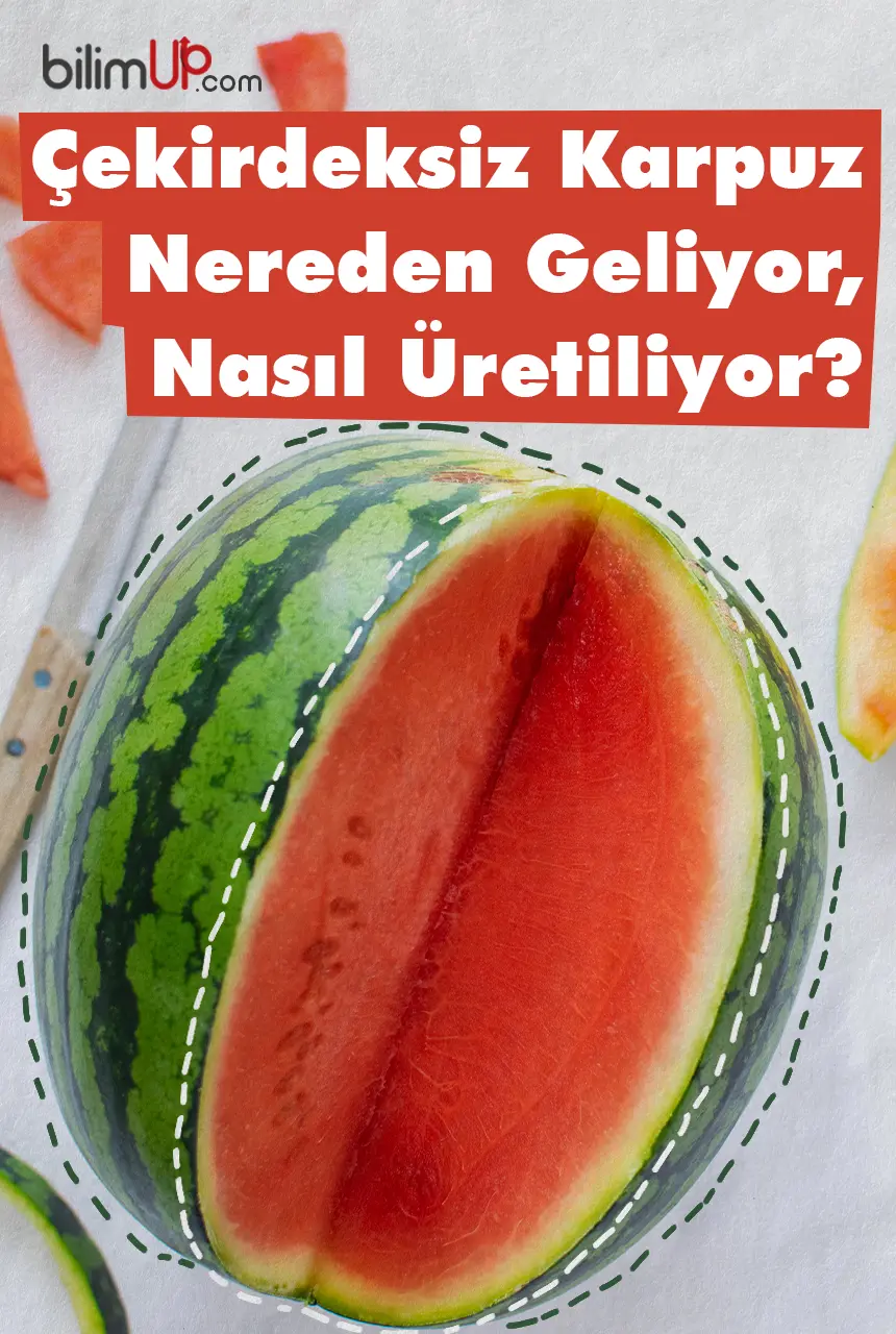 Çekirdeksiz Karpuz Nereden Geliyor, Nasıl Üretiliyor?