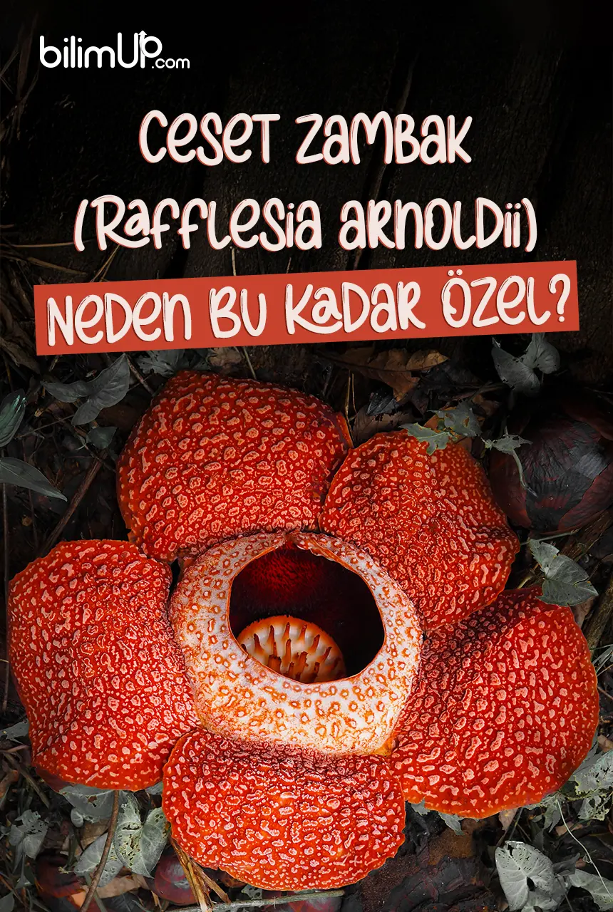 Ceset Zambak (Rafflesia arnoldii) Neden Bu Kadar Özel?