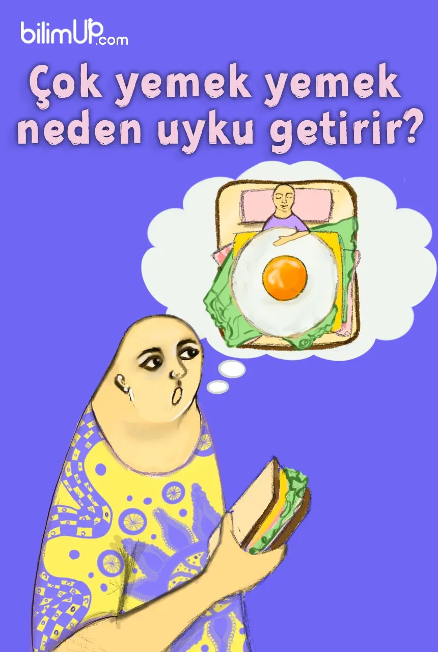 Çok Yemek Yemek Neden Uyku Getirir?