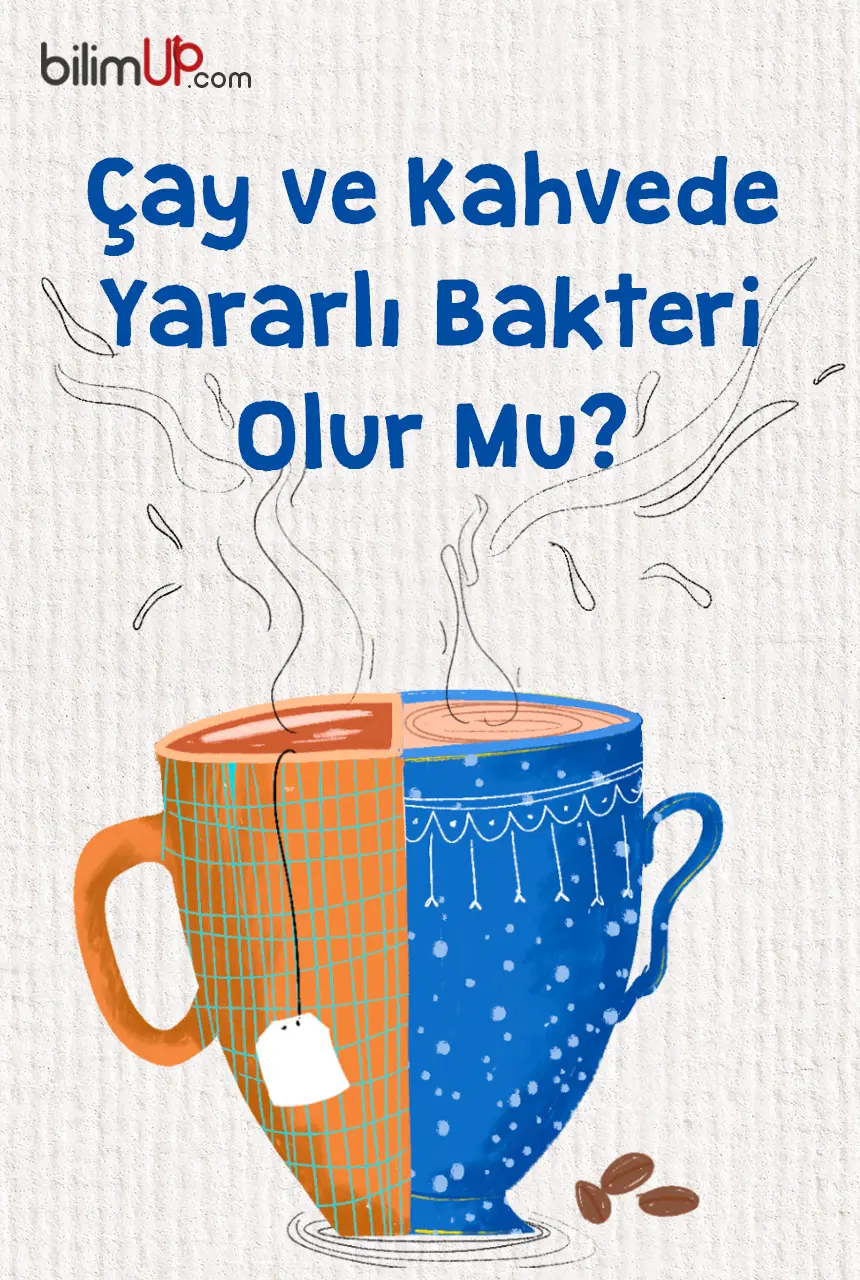 Çay ve Kahvede Yararlı Bakteri Olur Mu?