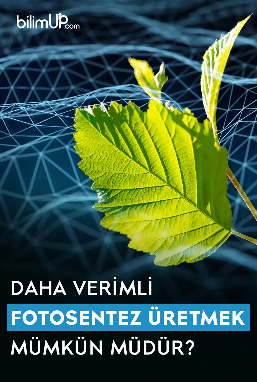 Daha Verimli Yapay Fotosentez Elde Etmek Mümkün Müdür?