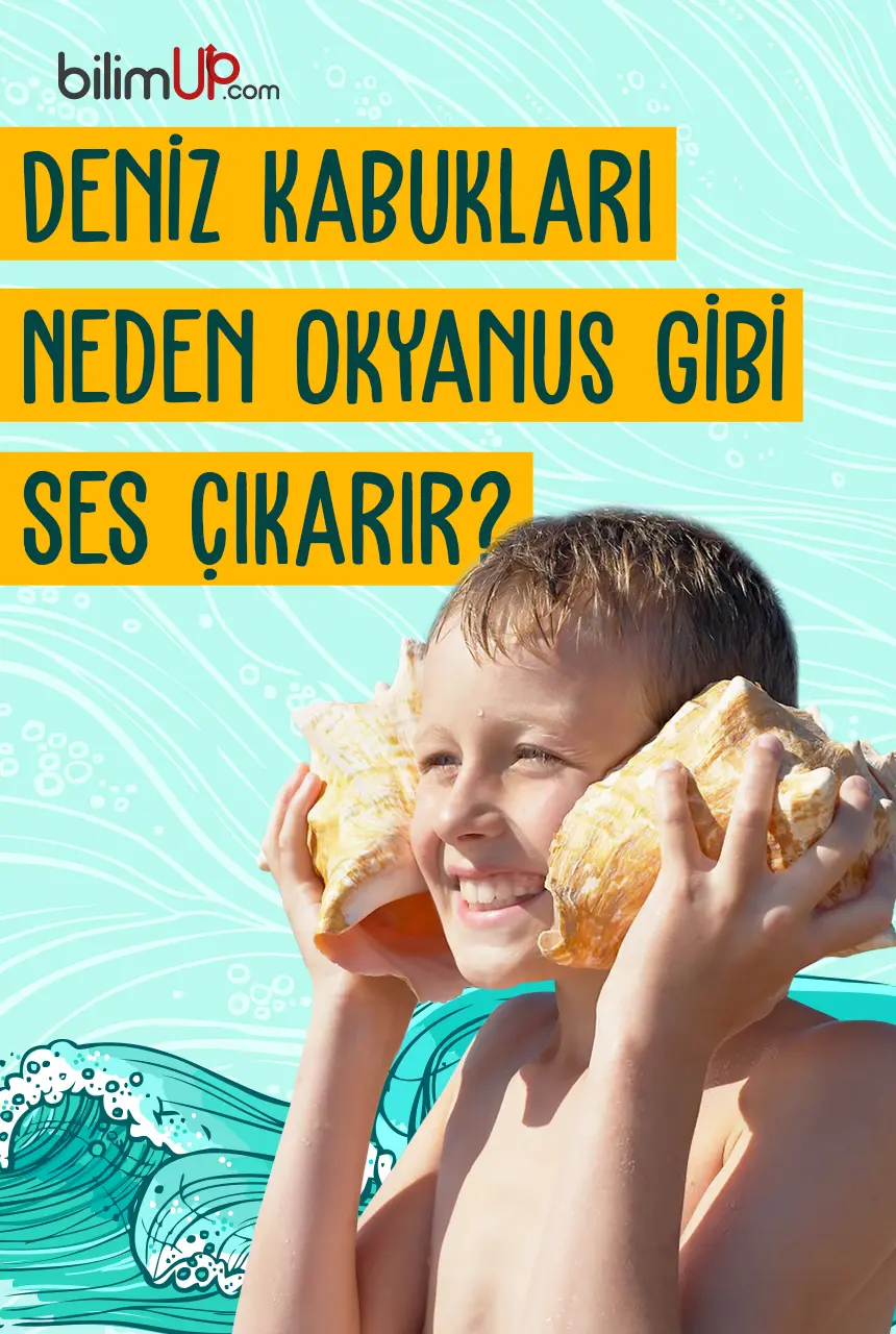 Deniz Kabukları Neden Okyanus Gibi Ses Çıkarır?