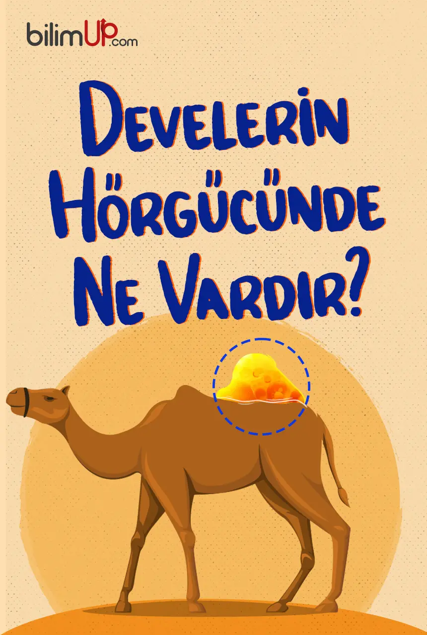 Develerin Hörgücünde Ne Vardır?
