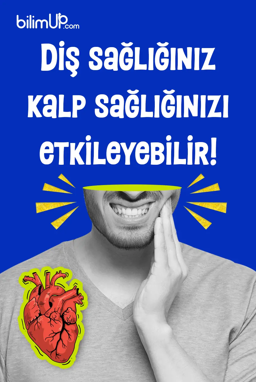 Diş sağlığınız kalp sağlığınızı etkileyebilir