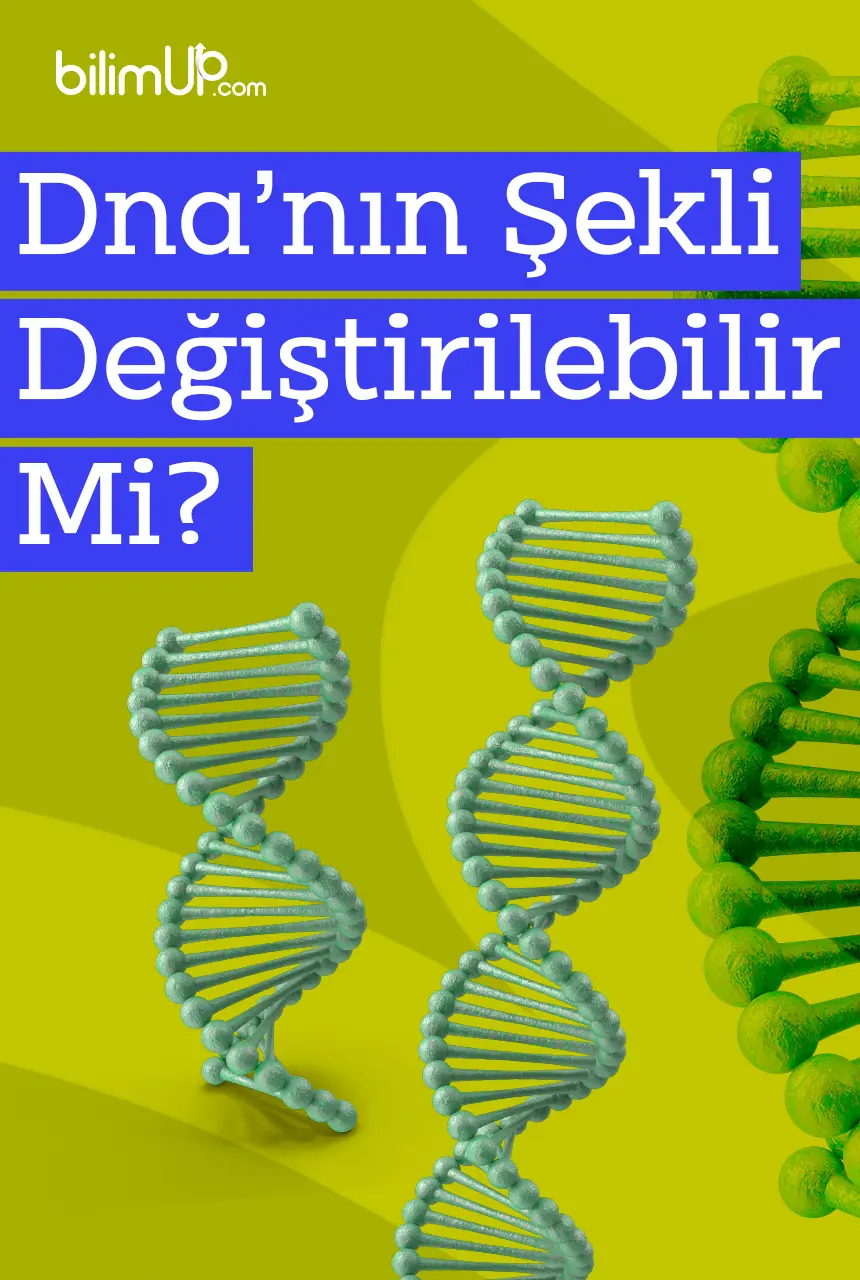 DNA'nın Şekli Değiştirilebilir Mi?