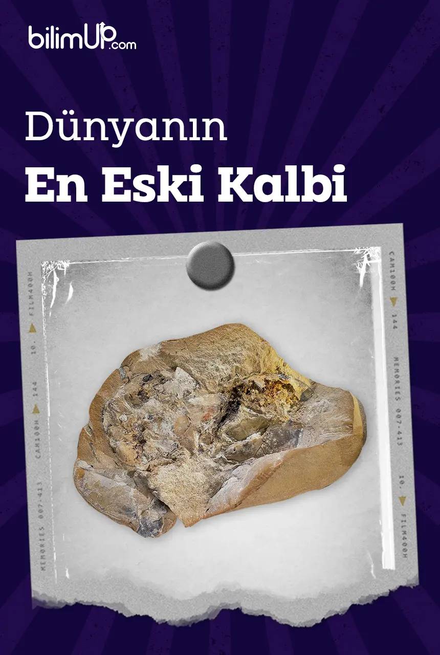 Dünyanın En Eski Kalbi Keşfedildi