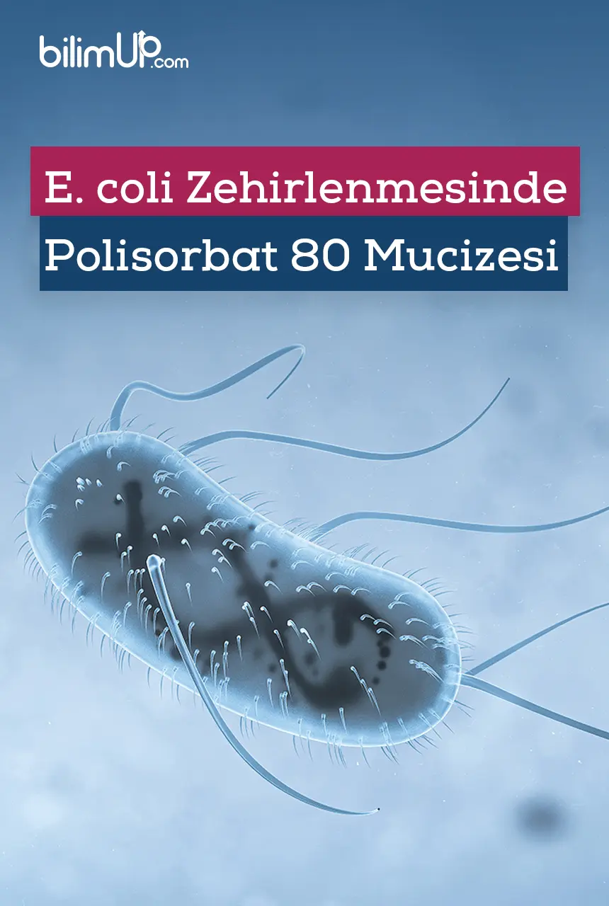 E. coli Zehirlenmesinde Polisorbat 80 Mucizesi