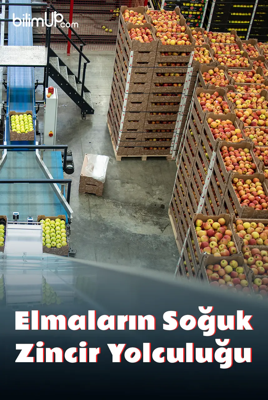 Elmaların Soğuk Zincir Yolculuğu