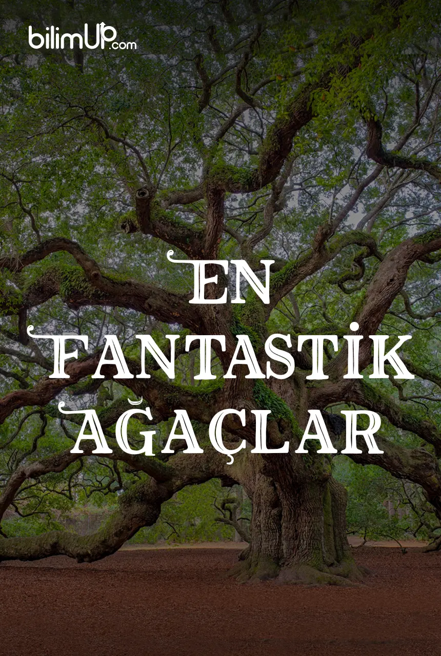 Fantastik Ağaçlar