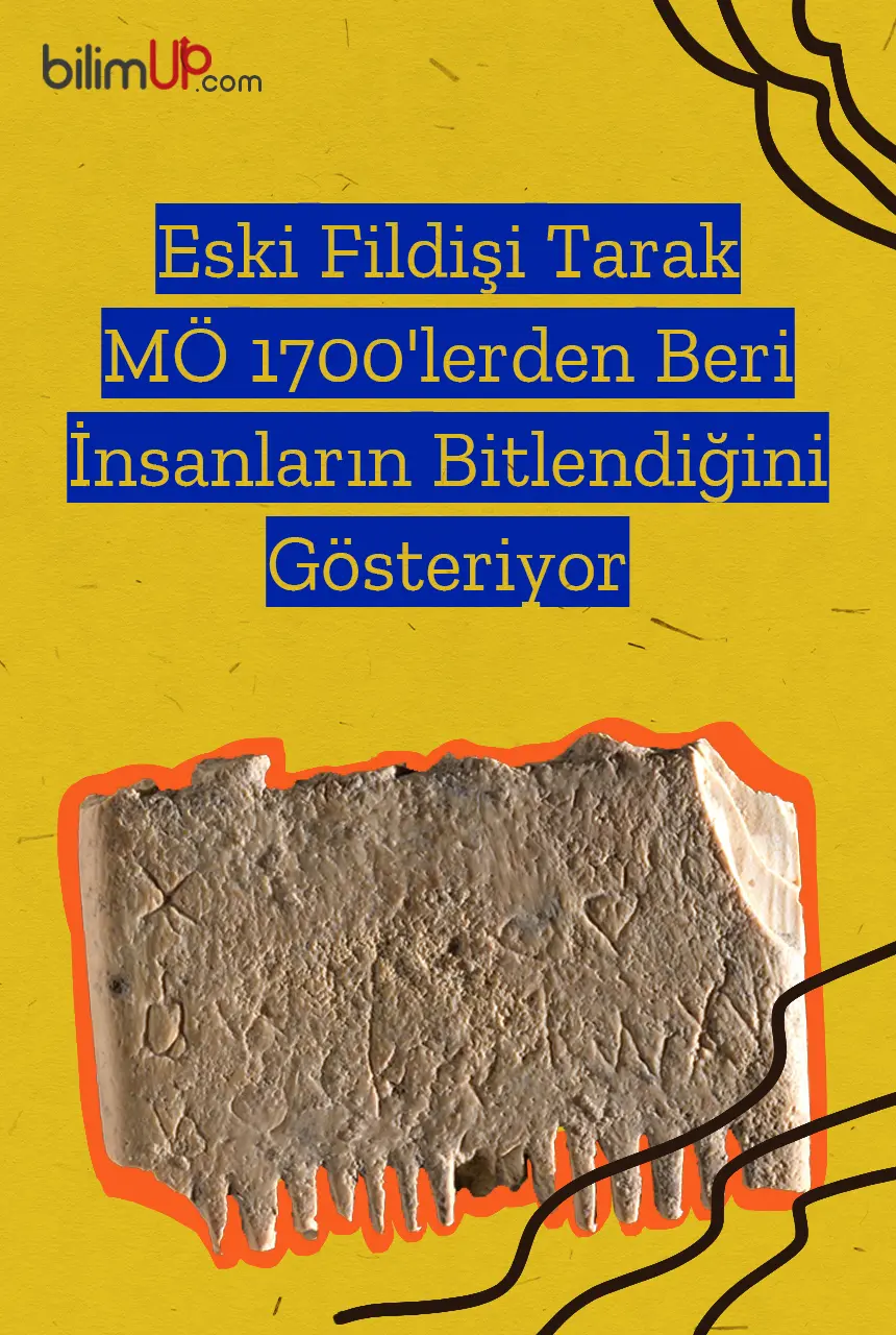 Eski Fildişi Tarak M.Ö. 1700'lerden Beri İnsanların Bitlendiğini Gösteriyor
