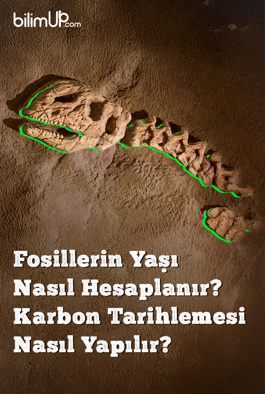 Fosillerin Yaşı Nasıl Hesaplanır? Karbon Tarihlemesi Nasıl Yapılır?