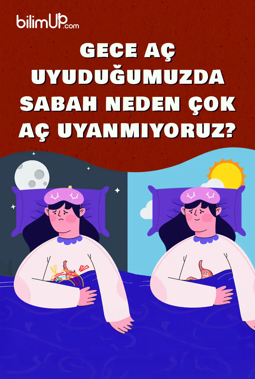 Gece Aç Uyuduğumuzda Sabah Neden Çok Aç Uyanmıyoruz?