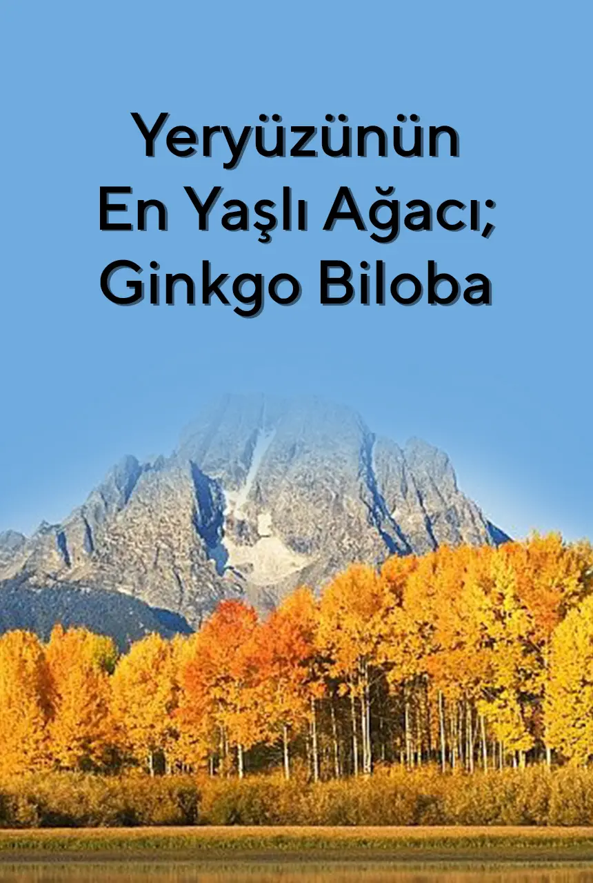 Yeryüzünün En Yaşlı Ağacıyla Tanışmış Mıydınız?