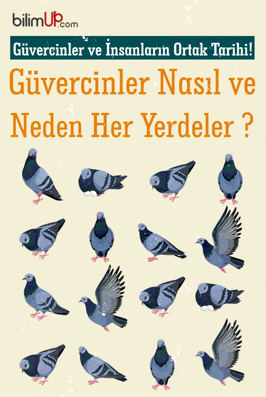 Güvercinler ve İnsanların Ortak Tarihi!