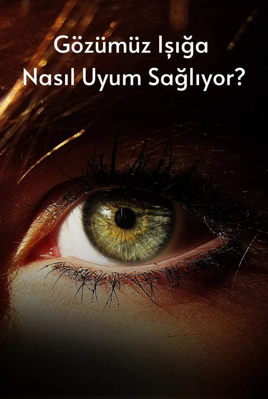 Gözümüz Işığa  Nasıl Uyum Sağlıyor?