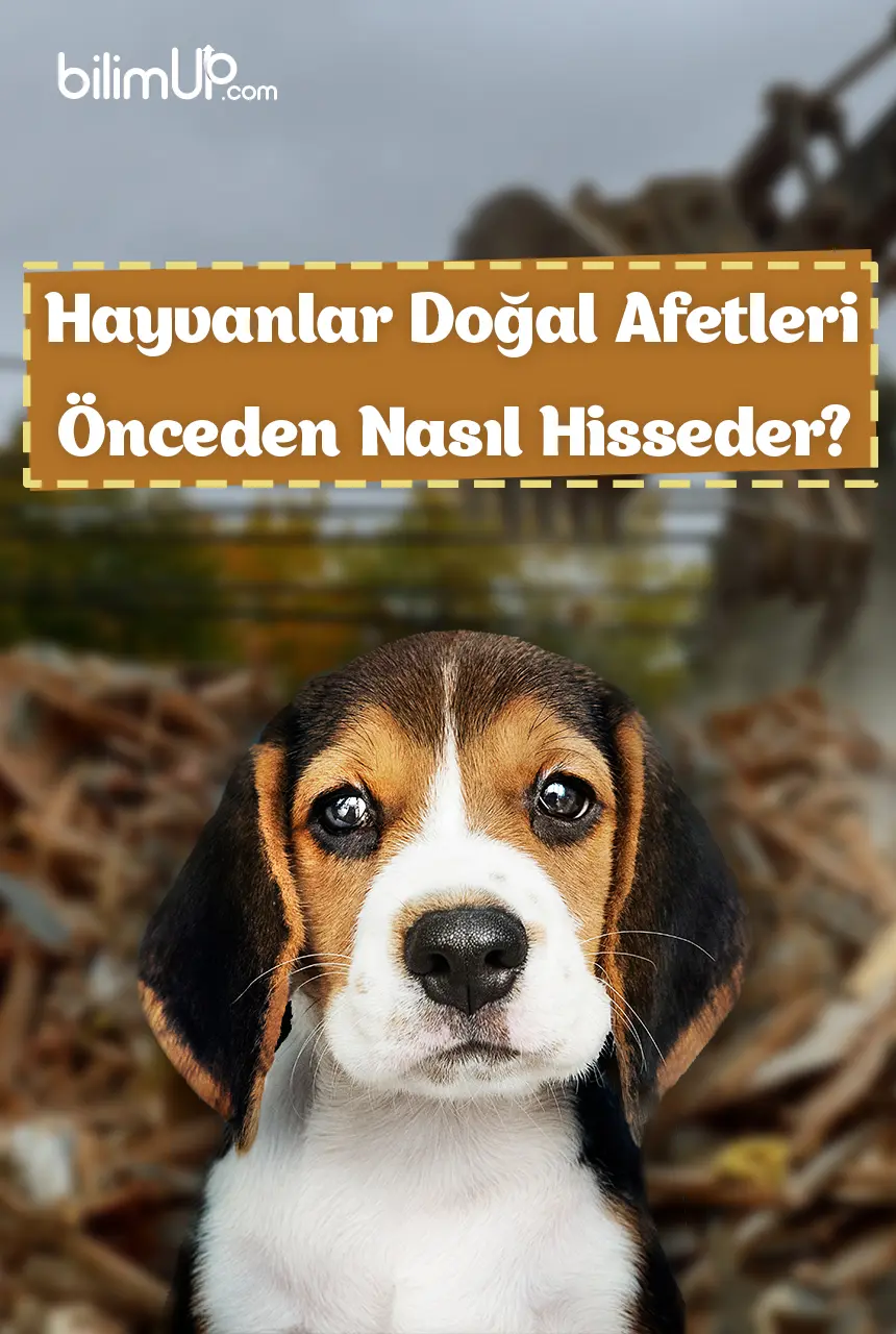 Hayvanlar Doğal Afetleri Önceden Nasıl Hisseder?