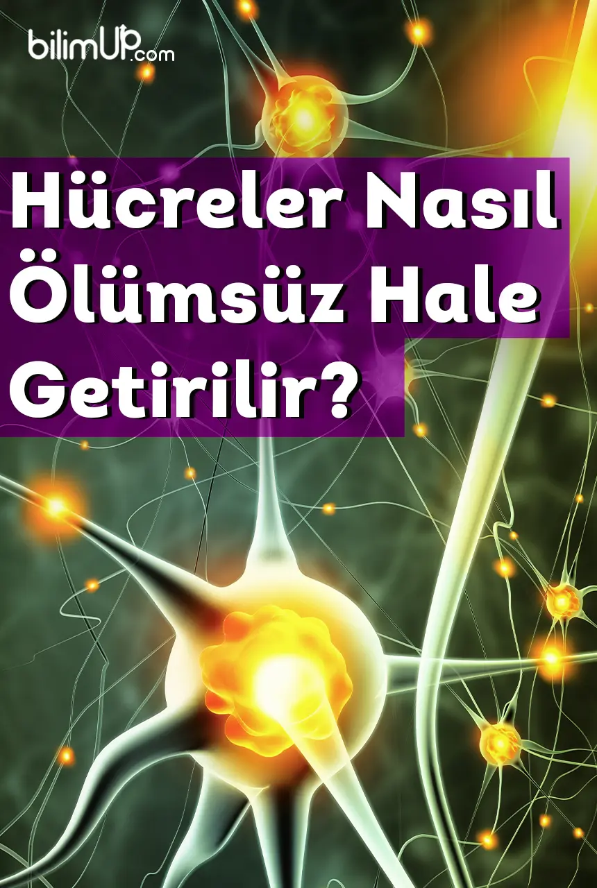 Hücreler Nasıl Ölümsüz Hale Getirilir?